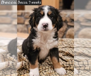 Bernese Mountain Dog-Great Bernese Mix Puppy for sale in ALBERTVILLE, AL, USA