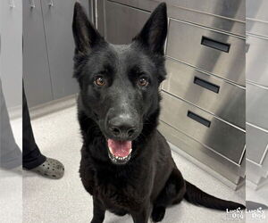 German Shepherd Dog-Unknown Mix Dogs for adoption in Washington, DC, USA
