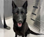 Small German Shepherd Dog Mix