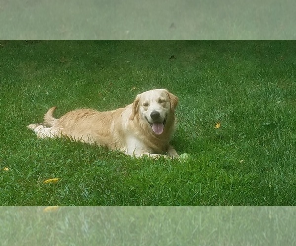 Medium Photo #5 Golden Retriever Puppy For Sale in MONETT, MO, USA