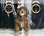Small #6 Poodle (Toy)