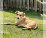 Small #3 American Pit Bull Terrier Mix