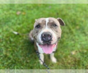 American Pit Bull Terrier Dogs for adoption in Charlotte, NC, USA