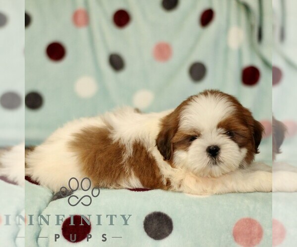 Medium Photo #1 Shih Tzu Puppy For Sale in BIRD IN HAND, PA, USA