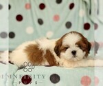 Small Shih Tzu
