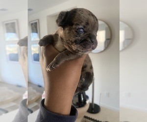 French Bulldog Puppy for sale in SACRAMENTO, CA, USA