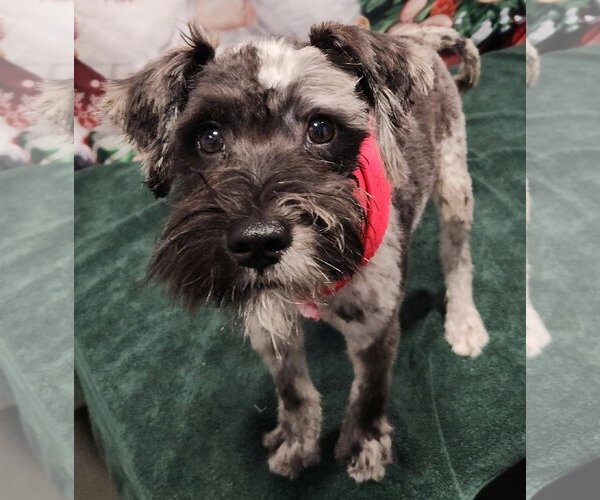 Medium Photo #5 Mutt Puppy For Sale in Tampa, FL, USA