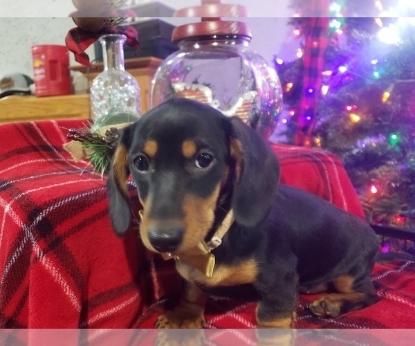 Medium Photo #2 Dachshund Puppy For Sale in BOLIVAR, MO, USA
