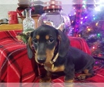 Small #1 Dachshund