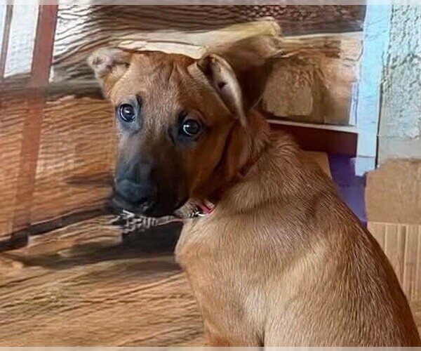 Medium Photo #1 German Shepherd Dog-Unknown Mix Puppy For Sale in Imlay City, MI, USA
