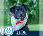 Small #18 Labrador Retriever Mix