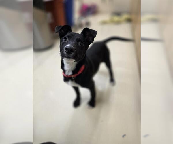 Medium Photo #1 Border Collie-Unknown Mix Puppy For Sale in Center Township, PA, USA