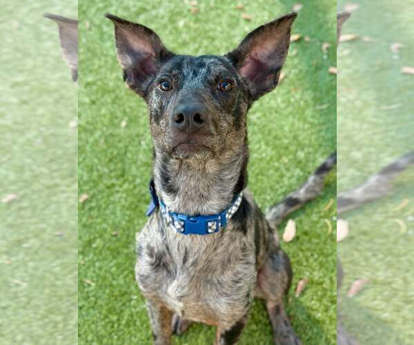 Medium Photo #6 Catahoula Leopard Dog-Unknown Mix Puppy For Sale in Woodbury, NY, USA