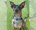 Small #5 Catahoula Leopard Dog Mix