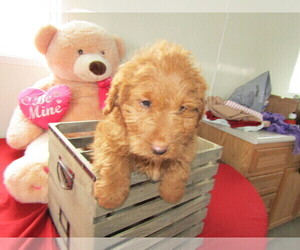 Goldendoodle Puppy for sale in ANN ARBOR, MI, USA
