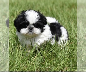 Shih Tzu Puppy for sale in PALM COAST, FL, USA