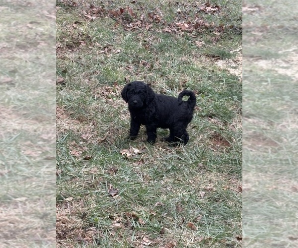 Medium Photo #2 Labradoodle mix (+ Poodle Standard) Puppy For Sale in ROANOKE, VA, USA