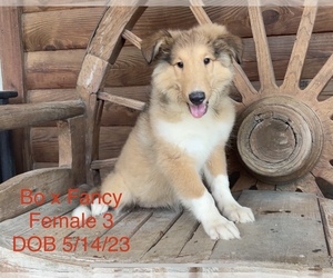 Collie Puppy for sale in ADVANCE, MO, USA