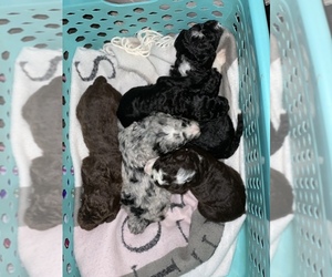 Bernedoodle-Golden Mountain Dog Mix Puppy for sale in STATESVILLE, NC, USA