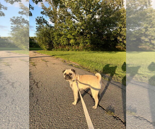 Medium Photo #2 Pug Puppy For Sale in Brights Grove, Ontario, Canada