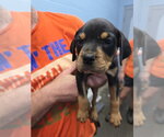 Small Photo #2 Rottweiler-Unknown Mix Puppy For Sale in Evansville, IN, USA