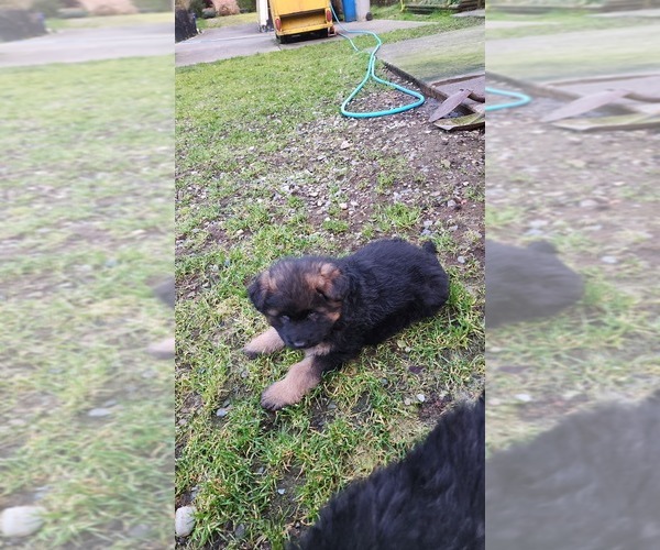 Medium Photo #4 German Shepherd Dog Puppy For Sale in LAKE STEVENS, WA, USA