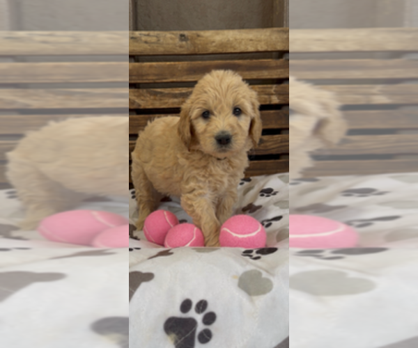 Medium Photo #13 Goldendoodle Puppy For Sale in MERCED, CA, USA