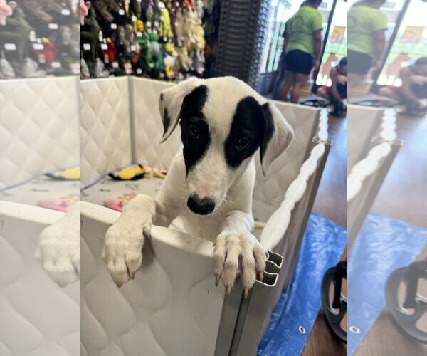 Medium Photo #5 Labrador Retriever-Unknown Mix Puppy For Sale in Munford, TN, USA