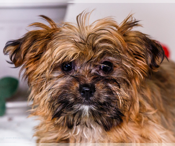 Medium Photo #3 Shorkie Tzu Puppy For Sale in WAKARUSA, IN, USA