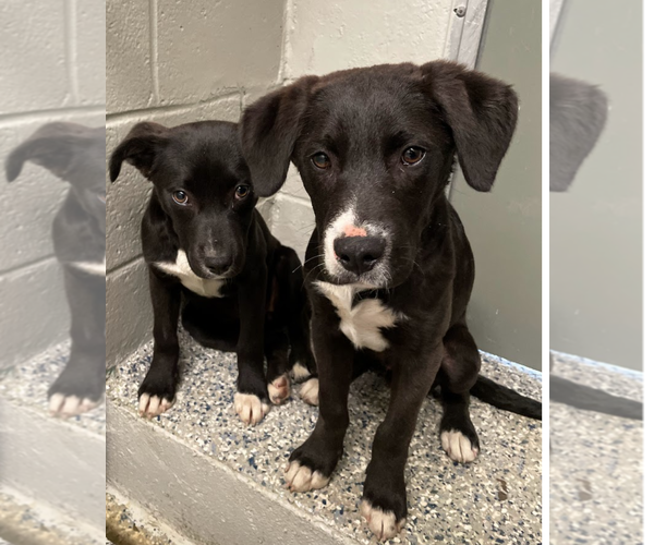 Medium Photo #7 Labrador Retriever-Unknown Mix Puppy For Sale in Oakhurst, NJ, USA