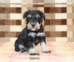 Lily - Female Schnauzer (Miniature) Puppy for Sale - Photo #3