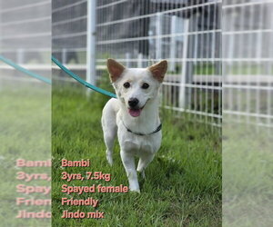 Mutt Dogs for adoption in Agoura Hills, CA, USA