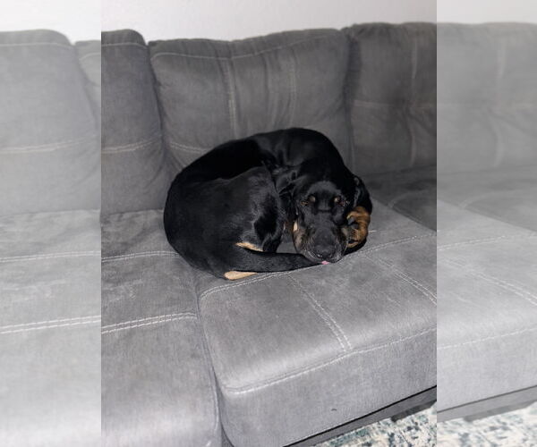 Medium Photo #6 Coonhound Puppy For Sale in McKinney, TX, USA