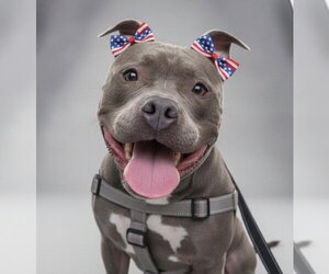 Harley - Female Mutt Dog for Adoption - Photo #21