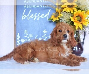 Cavapoo Puppy for sale in DENVER, PA, USA