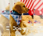 Puppy Joey Golden Irish