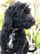 Small Photo #5 Goldendoodle-Poodle (Standard) Mix Puppy For Sale in KISSIMMEE, FL, USA