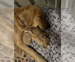 Small Photo #6 Golden Retriever Puppy For Sale in MIDLAND, MI, USA