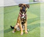 Small German Shepherd Dog