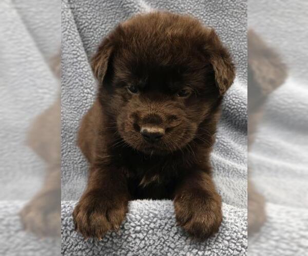Medium Photo #1 Mutt Puppy For Sale in Thief River Falls, MN, USA