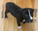 Small #2 American Pit Bull Terrier Mix