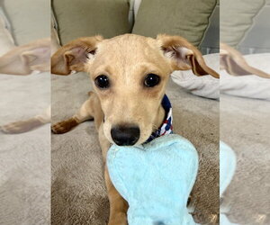Ragnar - Male Dachshund-Unknown Mix Dog for Adoption - Photo #4