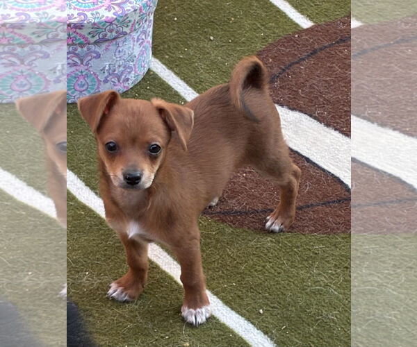 Medium Photo #1 Chihuahua Puppy For Sale in Hesperia, CA, USA
