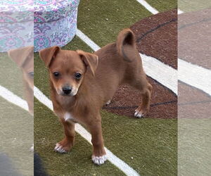 Chihuahua Dogs for adoption in Hesperia, CA, USA