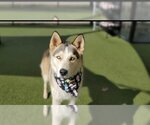 Small Photo #2 Siberian Husky Puppy For Sale in Placerville, CA, USA