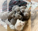 Small Photo #5 Labrador Retriever Puppy For Sale in HADLOCK, WA, USA