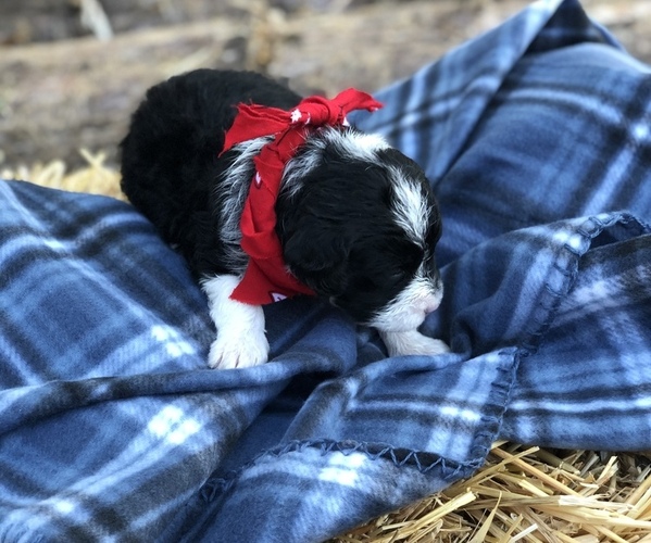 Full screen Photo #21 Poodle (Toy)-Texas Heeler Mix Puppy For Sale in MARQUAND, MO, USA