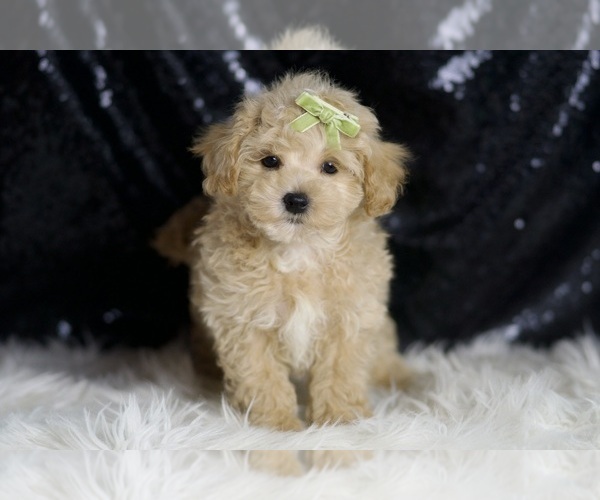 Medium Photo #5 Maltipoo Puppy For Sale in WARSAW, IN, USA