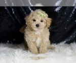 Small #4 Maltipoo