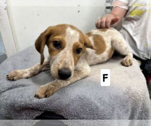 Collie-English Springer Spaniel Mix Dogs for adoption in Rustburg, VA, USA